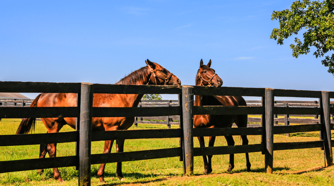 horses standing by a horse fence